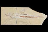 Bargain, Cretaceous Viper Fish (Prionolepis) With Shrimp #147173-1